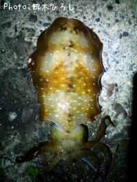 ¥¢¥ª¥ê¥¤¥«