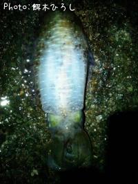 ¥¢¥ª¥ê¥¤¥«