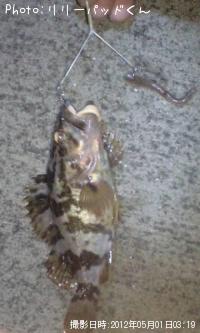 ̤��μܥ���