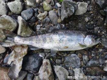 ¥¤¥ï¥Ê¡¡¥¢¥Þ¥´