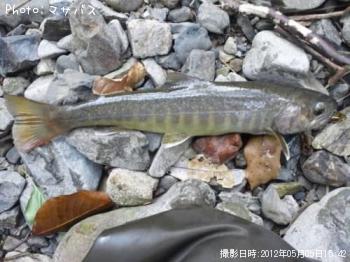 ¥¤¥ï¥Ê¡¡¥¢¥Þ¥´