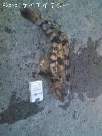 �����ʥ�