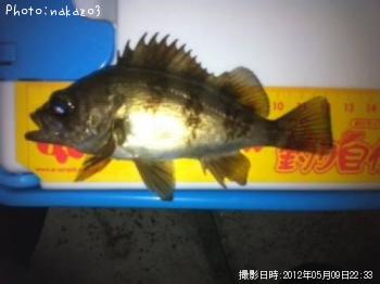 ���ӥ�Х�ߣ�