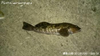 �����ʥ�