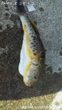 �����ա�