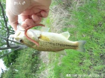 ¥é¡¼¥¸¥Þ¥¦¥¹¥Ð¥¹