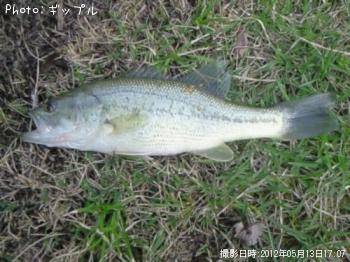 ¥Ö¥é¥Ã¥¯¥Ð¥¹