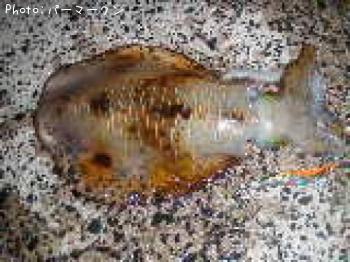 ¥¢¥ª¥ê¥¤¥«