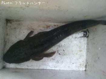 ¥Þ¥´¥Á¡¡¡¡¡¡¥Á¥Ì