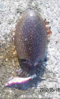 ¥·¥ê¥ä¥±¥¤¥«