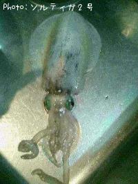 �����ꥤ��