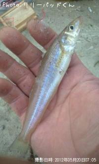 ��ǯ�Υե������ȥ��å�