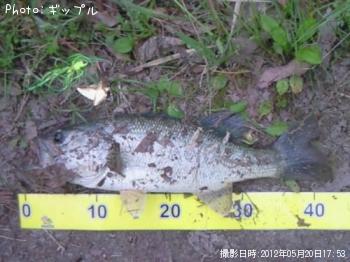 �֥�å��Х�