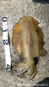 ¥¢¥ª¥ê¥¤¥«