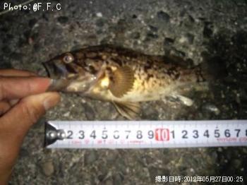 タケノコメバル