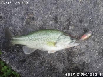 �֥�å��Х�