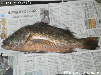 ¥´¥Þ¥Õ¥¨¥Õ¥¥À¥¤