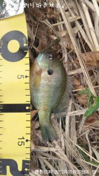 ¥Ö¥ë¡¼¥®¥ë