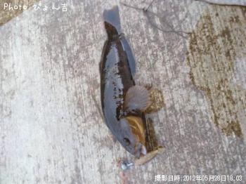 �����ʥ�