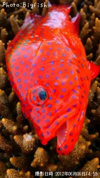 �楫���ϥ�