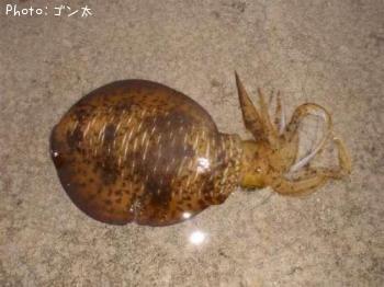 ¥¢¥ª¥ê¥¤¥«