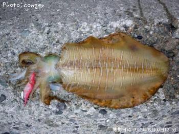 �����ꥤ��