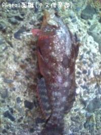 �����ʥ�