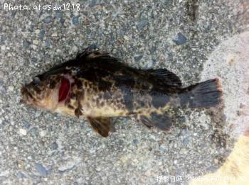 �٥å�������