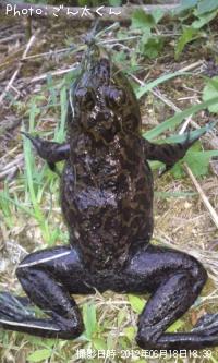 ウシガエル