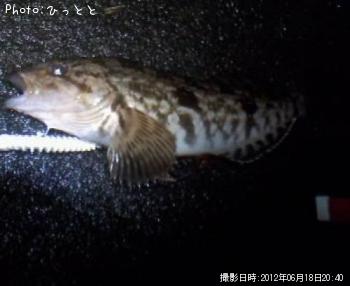 �����ʥ�