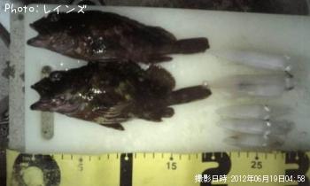 ¥«¥µ¥´¡õ¥¤¥«