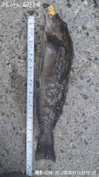 �����ʥ�