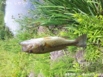 ¥Ö¥é¥Ã¥¯¥Ð¥¹