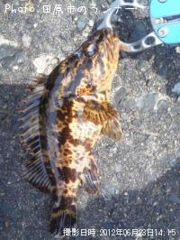 ���С������Υ���Х�