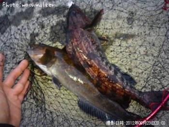 �����ʥ�