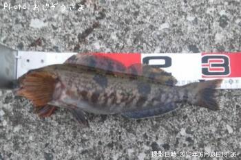 �����ʥ�