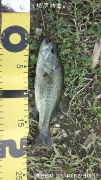 ¥Ö¥é¥Ã¥¯¥Ð¥¹