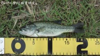 �֥�å��Х�