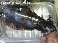 �����ꥤ��