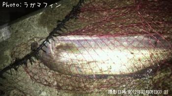 �����Х�