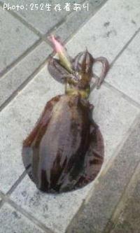 �����ꥤ��