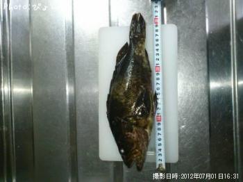 �٥å�������