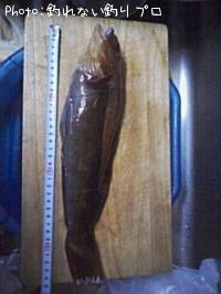 �����ʥ�