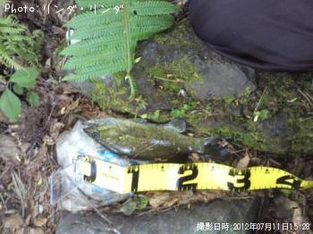 ���⡼��Х�