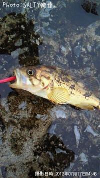 ¥¿¥±¥Î¥³¥á¥Ð¥ë