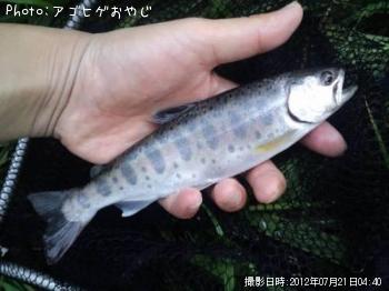 ヤマメ