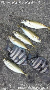 ���ޥ���������