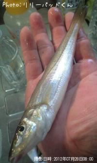 �ѡ���ԥ󥯤ε��ؿ�