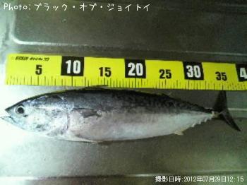 ���������ĥ�