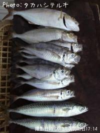 ショゴ アジ サバ